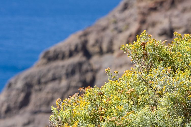 La Gomera 2008 - Taguluche