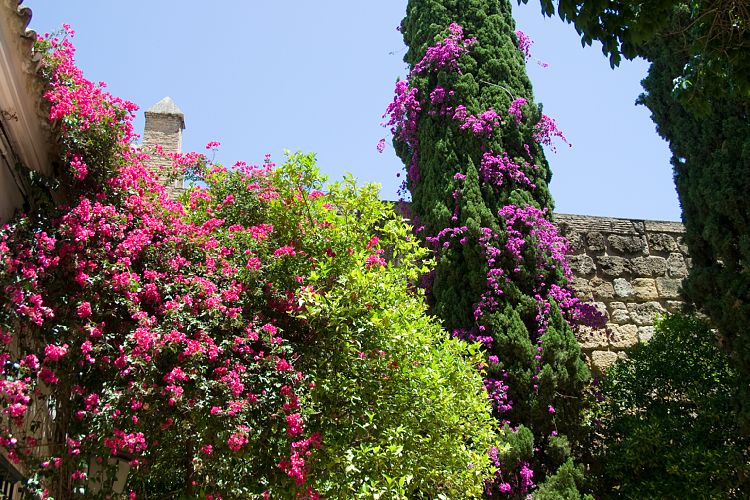 Alcazar (Andalusien - Sevilla)