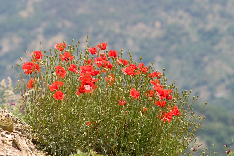 Algatocin (Andalusien - Malaga - Ronda)