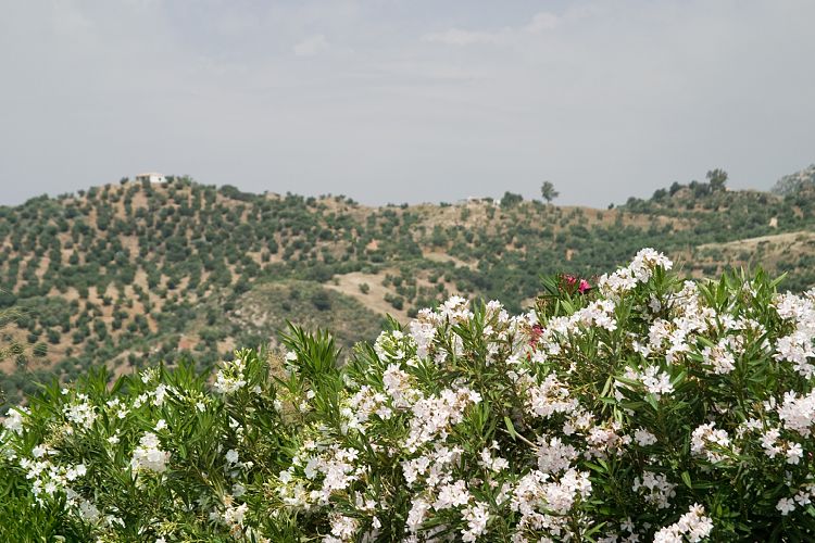 Am Stausee (Andalusien - Ronda - Jerez)