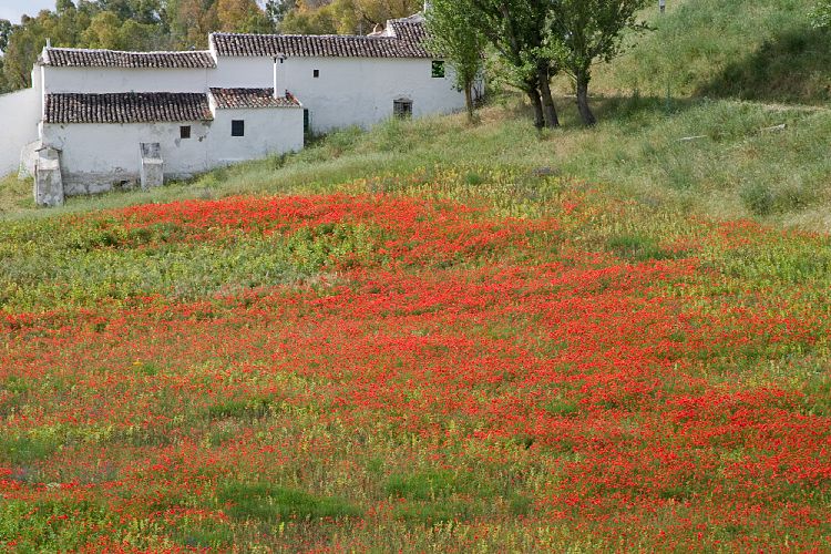 An der C-344 (Andalusien - Ronda - Jerez)