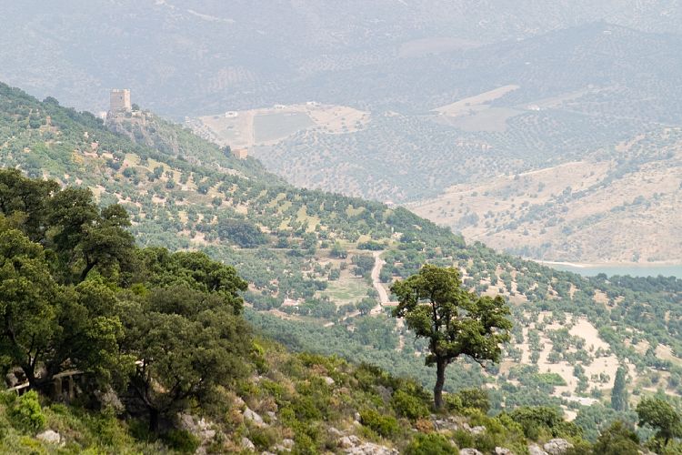 An der CA-531 nach Zahara (Andalusien - Ronda - Jerez)