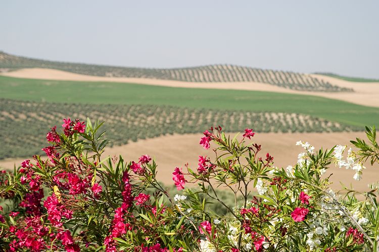 Bei Bujalance (Andalusien - Cordoba - Granada)