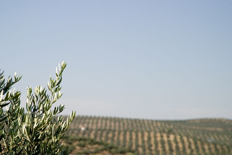 Bei Bujalance (Andalusien - Cordoba - Granada)