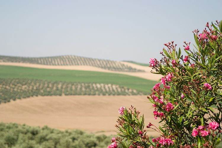 Bei Bujalance (Andalusien - Cordoba - Granada)