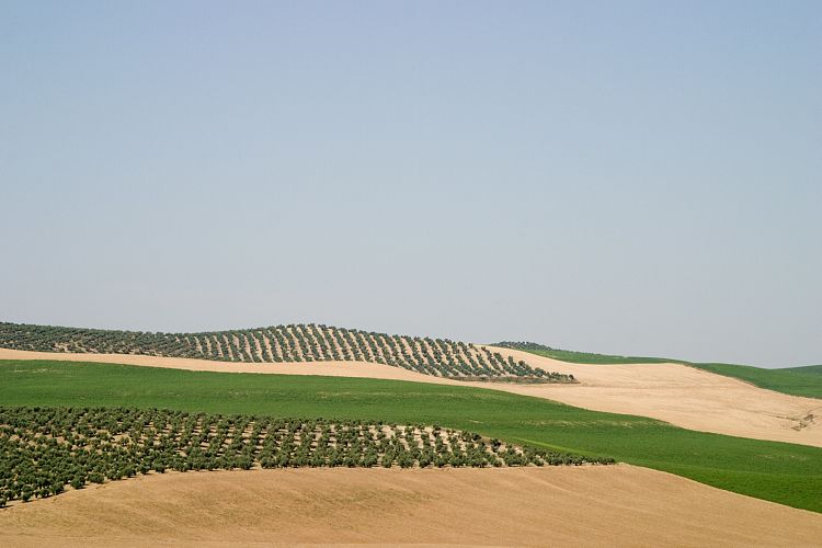 Bei Bujalance (Andalusien - Cordoba - Granada)