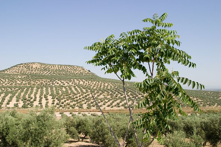 Bei Porcuna (Andalusien - Cordoba - Granada)