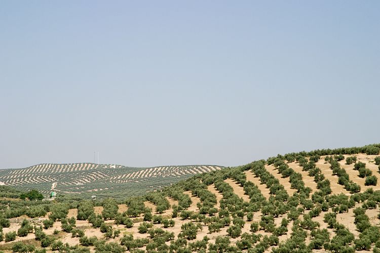 Bei Porcuna (Andalusien - Cordoba - Granada)