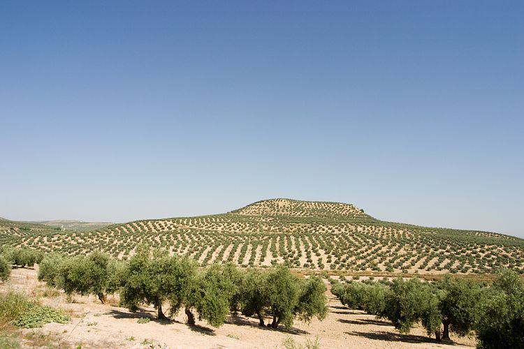 Bei Porcuna (Andalusien - Cordoba - Granada)
