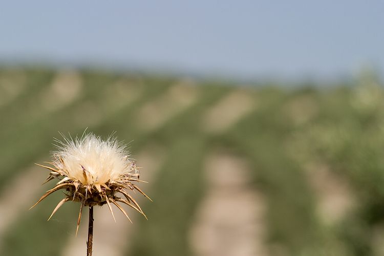 Bei Porcuna (Andalusien - Cordoba - Granada)