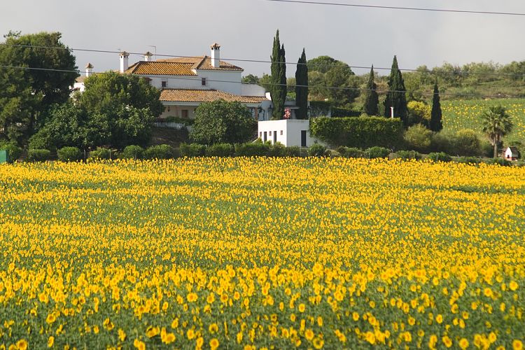 Bei Puerto de Santa Maria (Andalusien - Jerez und Cadiz)