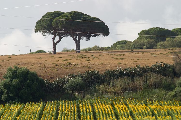 Bei Puerto de Santa Maria (Andalusien - Jerez und Cadiz)