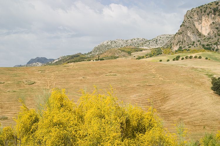 Bei Ronda (Andalusien - Ronda - Jerez)