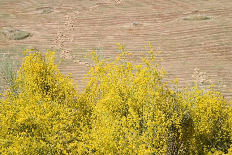 Bei Ronda (Andalusien - Ronda - Jerez)