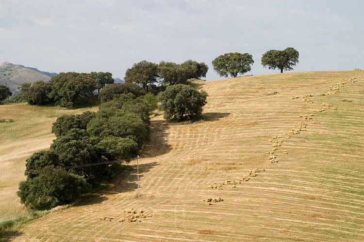 Bei Ronda (Andalusien - Ronda - Jerez)