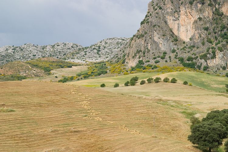 Bei Ronda (Andalusien - Ronda - Jerez)