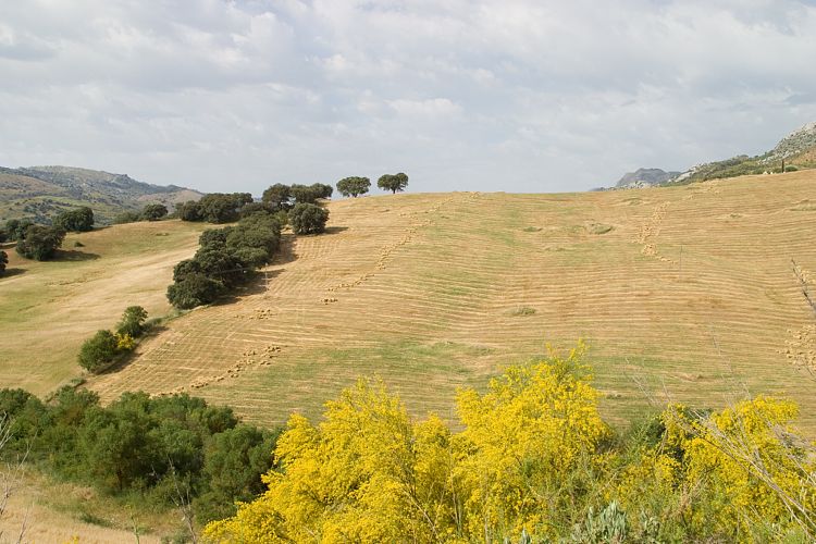Bei Ronda (Andalusien - Ronda - Jerez)