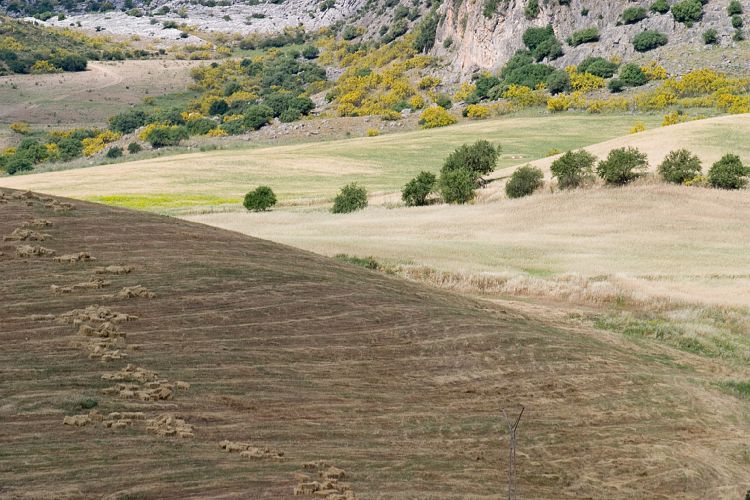 Bei Ronda (Andalusien - Ronda - Jerez)
