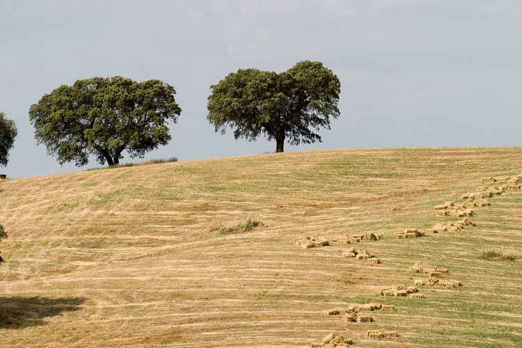 Bei Ronda (Andalusien - Ronda - Jerez)
