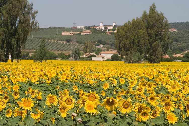 Bei Villarubia (Andalusien - Sevilla - Cordoba)