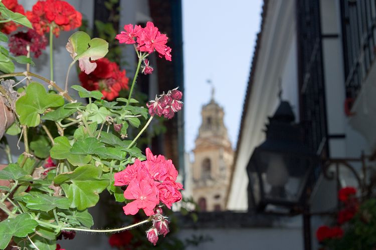 Calleja de las Flores (Andalusien - Sevilla - Cordoba)