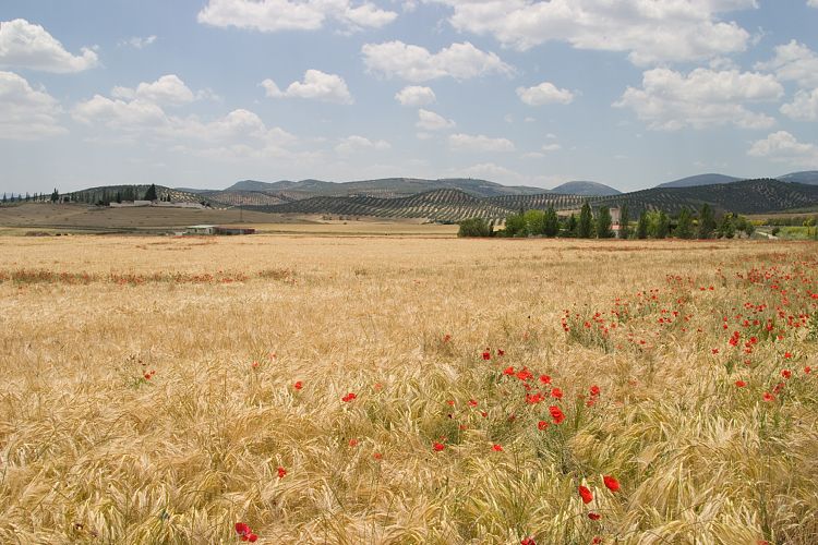 Campotejar (Andalusien - Cordoba - Granada)
