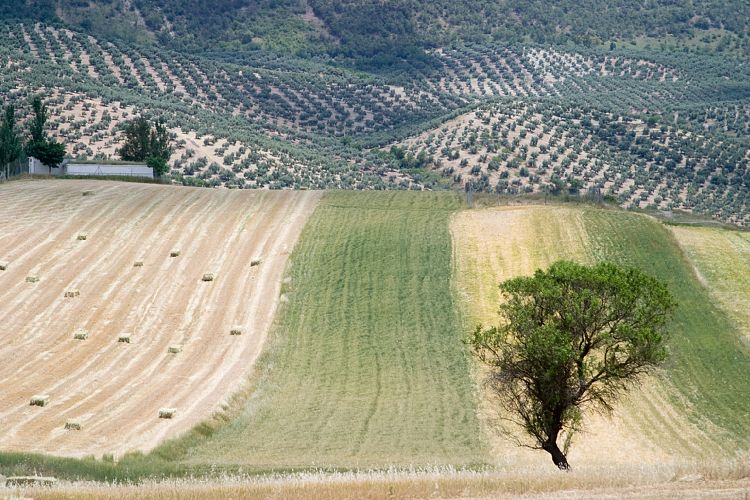 Campotejar (Andalusien - Cordoba - Granada)