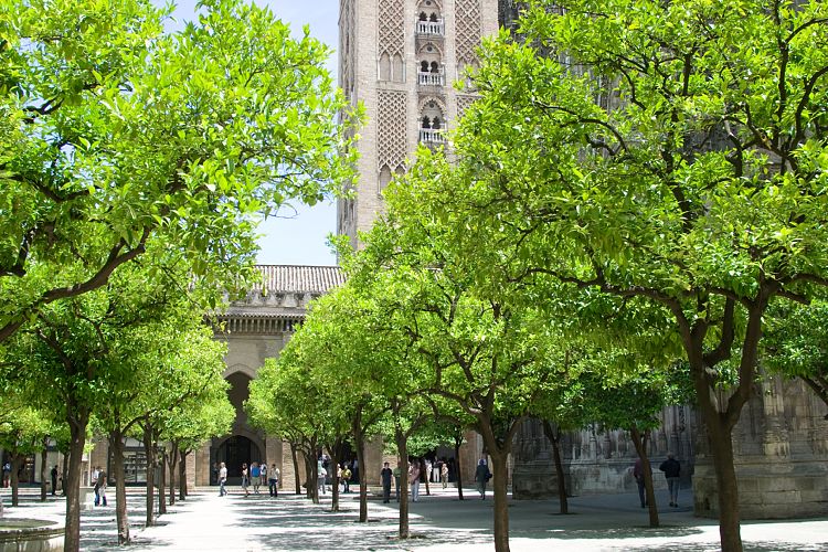 Kathedrale (Andalusien - Sevilla)