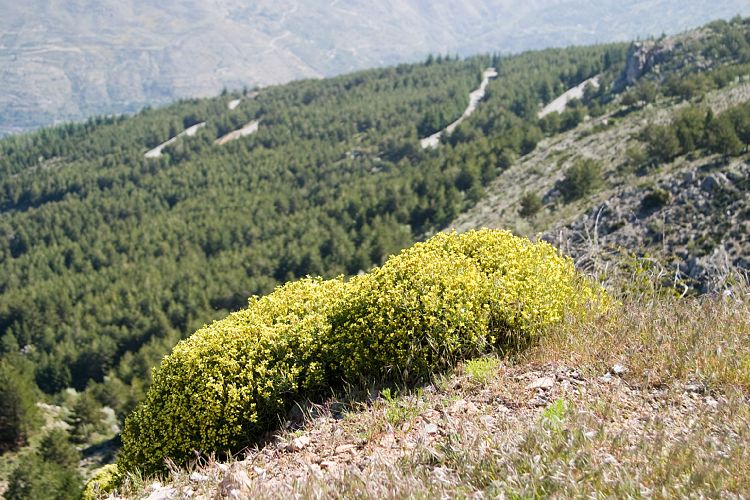 Sierra Nevada (Andalusien - Granada)