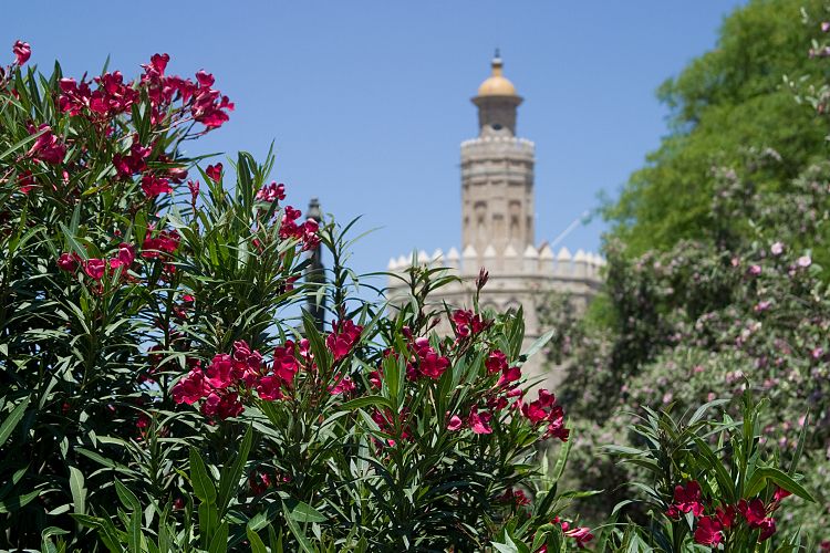 Torre del Oro (Andalusien - Sevilla)