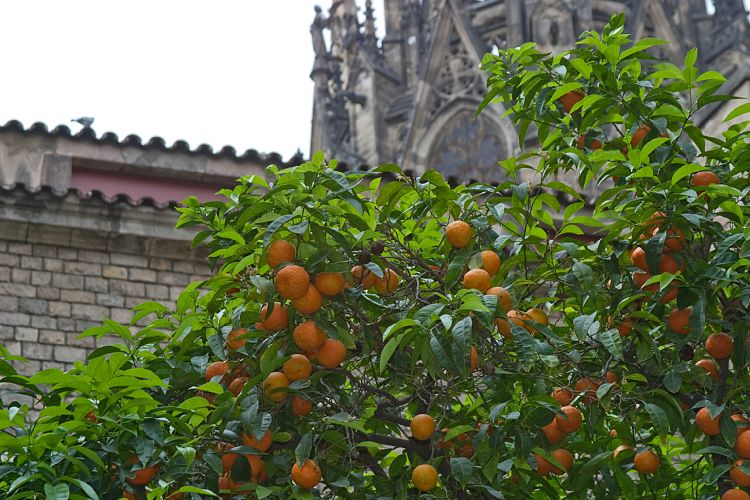 Barri Gotic (Barcelona - Tag 3)