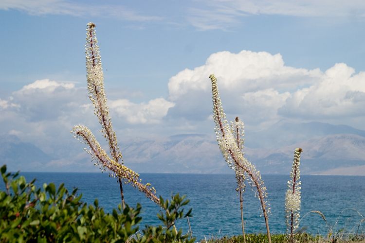 Halbinsel Agios Spiridon (Korfu - Strandwanderung)