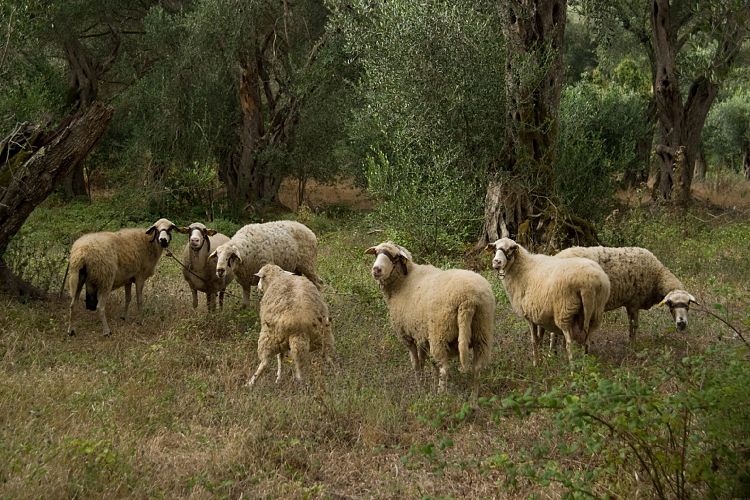 Melitsa (Korfu - Wanderung Cap Drastis)