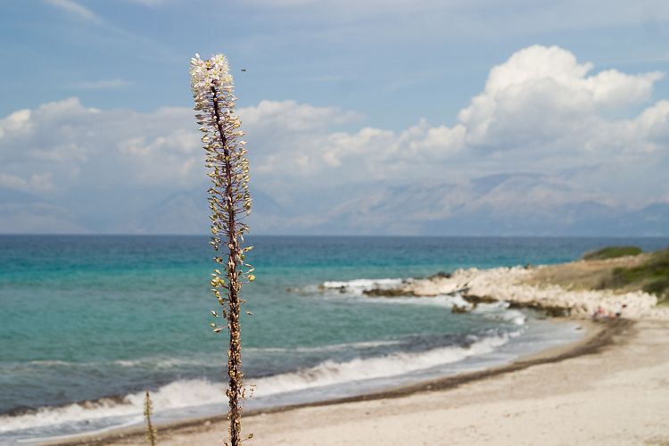 Strand von Acharavi (Korfu - Strandwanderung)