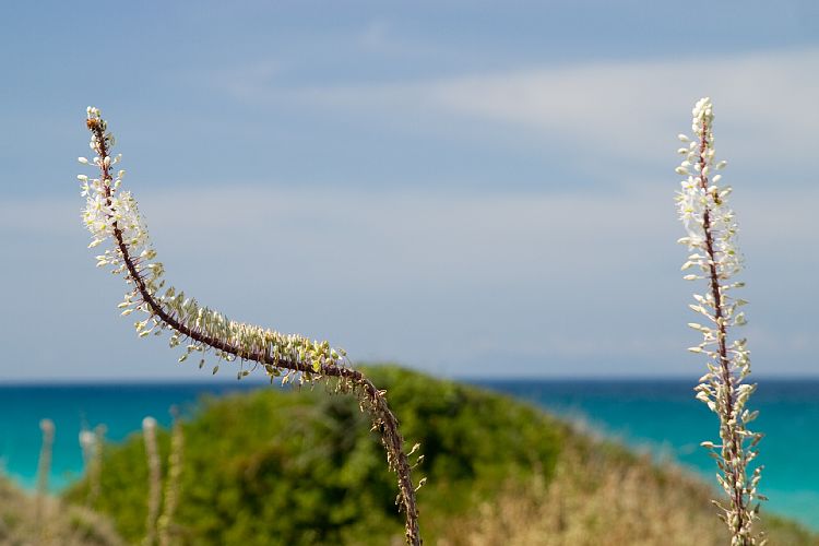Strand von Acharavi (Korfu - Strandwanderung)