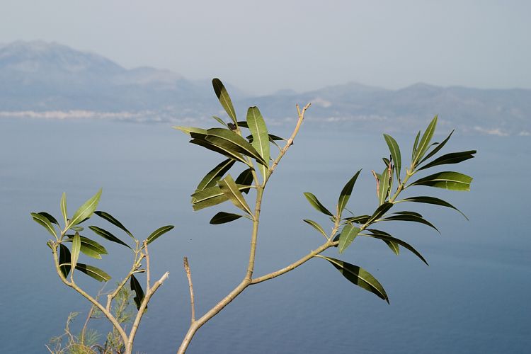 Agios Nikolaos - Sitia (Kreta - Fahrt nach Sitia und Ierapetra)