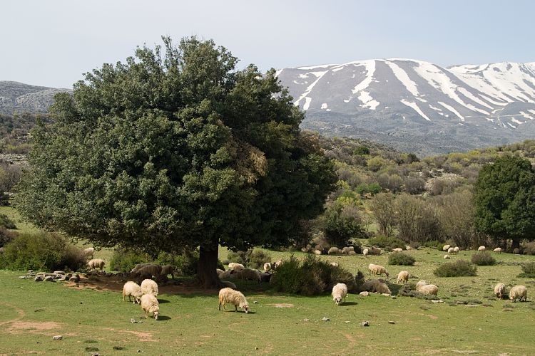 Anogia - Nida (Kreta - Fahrt Nida-Hochebene)