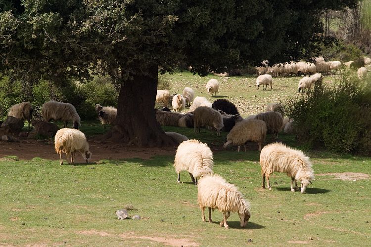 Anogia - Nida (Kreta - Fahrt Nida-Hochebene)