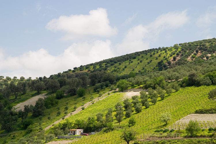 Bei Agia Varvara (Kreta - Knossos und Mires)