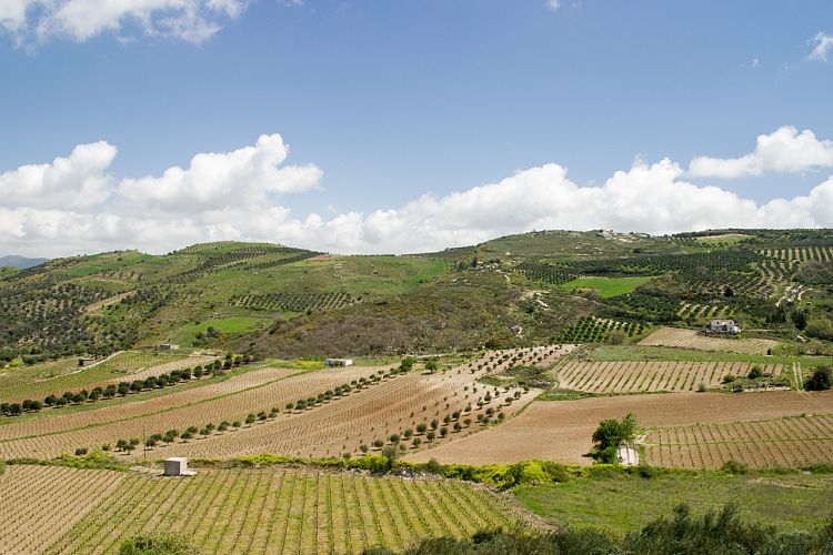Bei Agia Varvara (Kreta - Knossos und Mires)