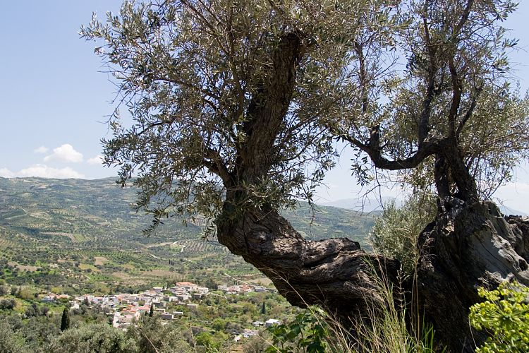 Bei Agia Varvara (Kreta - Knossos und Mires)