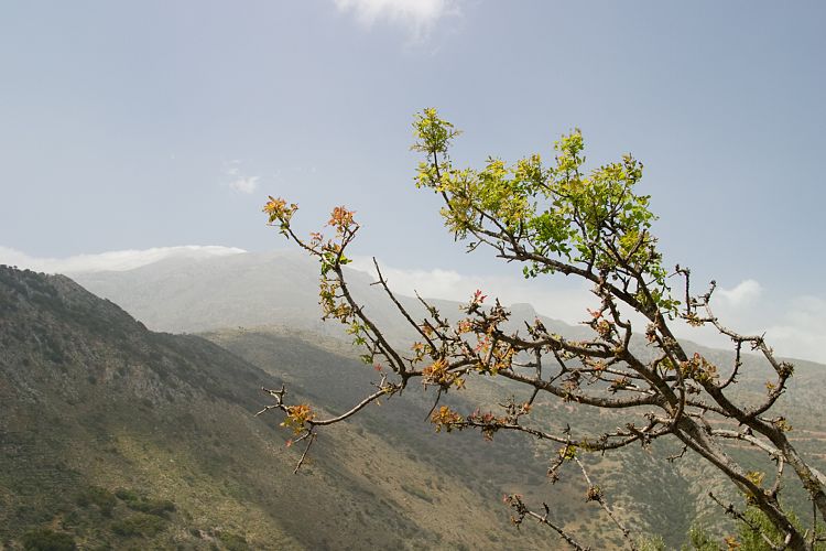Die minoische Siedlung Lato (Kreta - Agios Nikolaos und Umgebung)