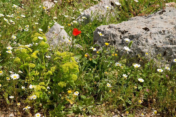 Die minoische Siedlung Lato (Kreta - Agios Nikolaos und Umgebung)