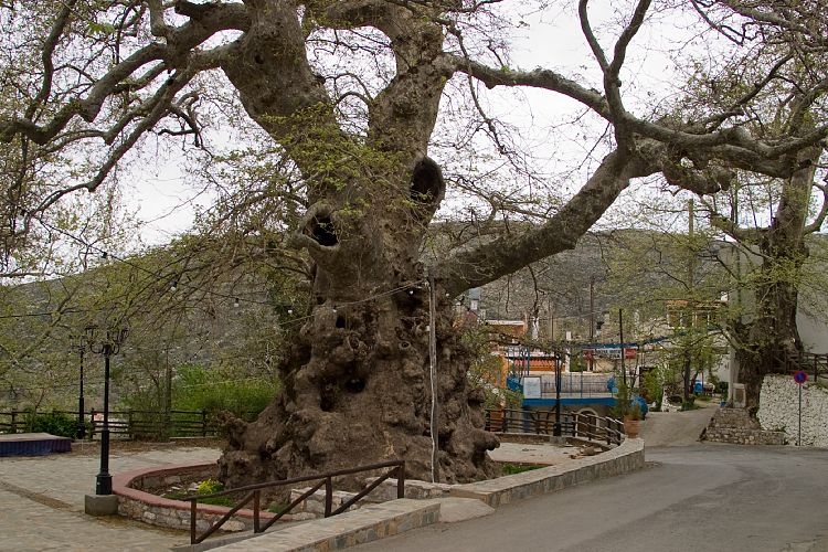 Die Platane in Krasi (Kreta - Fahrt zur Lassithi-Hochebene)