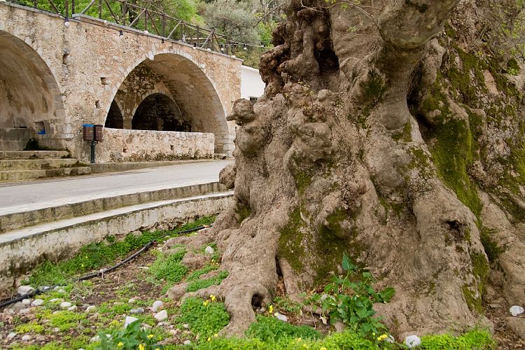 Die Platane in Krasi (Kreta - Fahrt zur Lassithi-Hochebene)