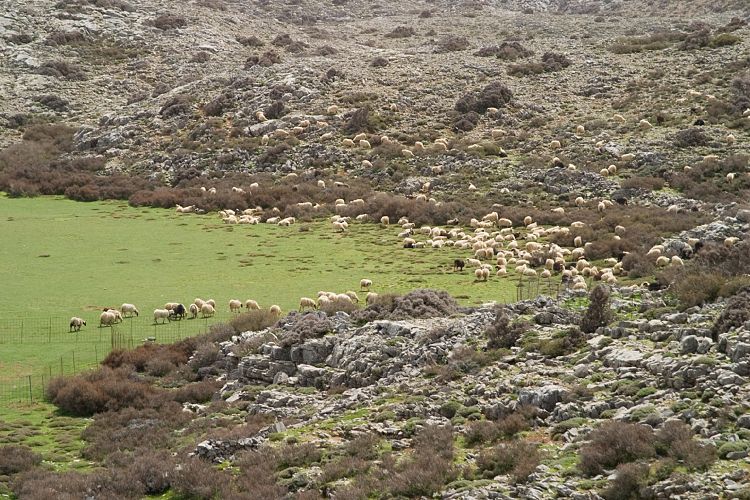 Nida-Hochebene (Kreta - Fahrt Nida-Hochebene)