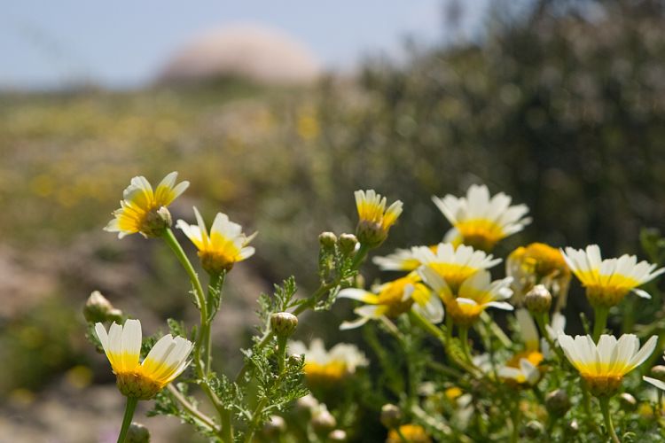 Rethymnon (Kreta - Fahrt nach Rethymnon und Chania)