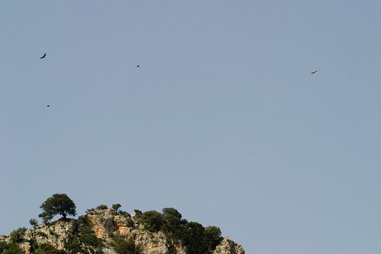 Selinari (Kreta - Agios Nikolaos und Umgebung)