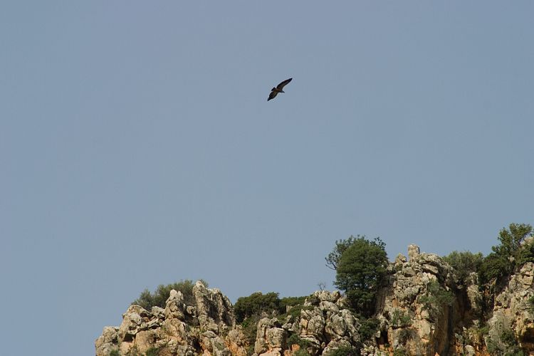 Selinari (Kreta - Agios Nikolaos und Umgebung)