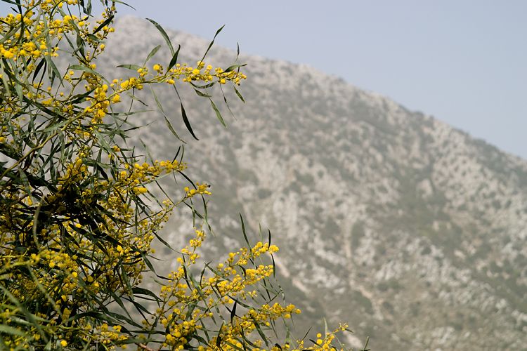 Selinari (Kreta - Agios Nikolaos und Umgebung)